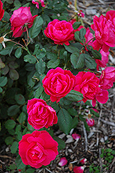 Winnipeg Parks Rose (Rosa 'Winnipeg Parks') at Creekside Home & Garden