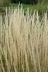 Karl Foerster Reed Grass (Calamagrostis x acutiflora 'Karl Foerster') at Creekside Home & Garden