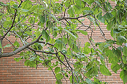 Chinese Catalpa (Catalpa ovata) at Creekside Home & Garden