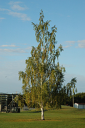 Cutleaf Weeping Birch (Betula pendula 'Dalecarlica') at Creekside Home & Garden