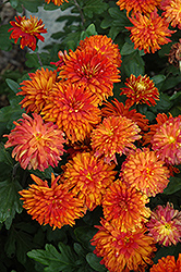 Morden Delight Chrysanthemum (Chrysanthemum 'Morden Delight') at Creekside Home & Garden