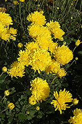 Suncatcher Chrysanthemum (Chrysanthemum 'Suncatcher') at Creekside Home & Garden