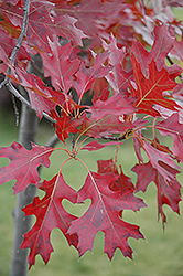 Northern Pin Oak (Quercus ellipsoidalis) at Creekside Home & Garden