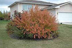 Nanking Cherry (Prunus tomentosa) at Creekside Home & Garden