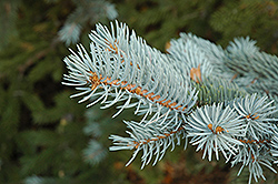 Blue Colorado Spruce (Picea pungens 'var. glauca') at Creekside Home & Garden