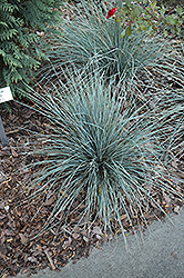 Sapphire Blue Oat Grass (Helictotrichon sempervirens 'Sapphire Blue') at Creekside Home & Garden