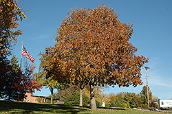 Autumn Splendor Buckeye (Aesculus 'Autumn Splendor') at Creekside Home & Garden