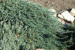 Blue Prince Juniper (Juniperus horizontalis 'Blue Prince') at Creekside Home & Garden