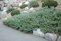 Hughes Juniper (Juniperus horizontalis 'Hughes') at Creekside Home & Garden