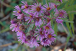 New England Aster (Symphyotrichum novae-angliae) at Creekside Home & Garden
