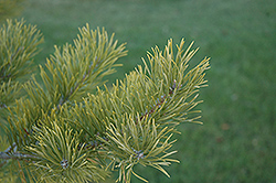 Scotch Pine (Pinus sylvestris) at Creekside Home & Garden