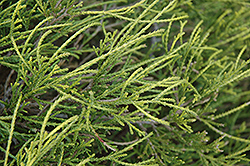 Dwarf Threadleaf Falsecypress (Chamaecyparis pisifera 'Filifera Nana') at Creekside Home & Garden