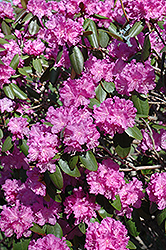 P.J.M. Rhododendron (Rhododendron 'P.J.M.') at Creekside Home & Garden