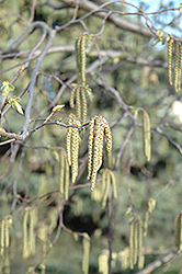 Hop Hornbeam (Ostrya virginiana) at Creekside Home & Garden