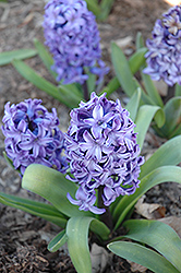 Delft Blue Hyacinth (Hyacinthus 'Delft Blue') at Creekside Home & Garden