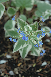 Variegated Siberian Bugloss (Brunnera macrophylla 'Variegata') at Creekside Home & Garden