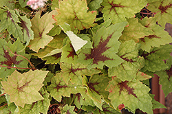 Pirate's Patch Foamflower (Tiarella 'Pirate's Patch') at Creekside Home & Garden