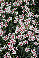 Arctic Fire Maiden Pinks (Dianthus deltoides 'Arctic Fire') at Creekside Home & Garden