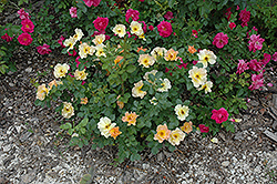 Morden Sunrise Rose (Rosa 'Morden Sunrise') at Creekside Home & Garden