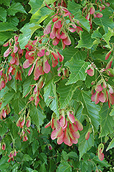 Amur Maple (multi-stem) (Acer ginnala '(multi-stem)') at Creekside Home & Garden