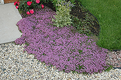Red Creeping Thyme (Thymus praecox 'Coccineus') at Creekside Home & Garden