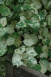 Variegated Japanese Fleeceflower (Fallopia japonica 'Variegata') at Creekside Home & Garden