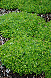 Irish Moss (Sagina subulata) at Creekside Home & Garden