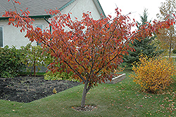 Pembina Plum (Prunus 'Pembina') at Creekside Home & Garden