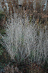 Russian Sage (Perovskia atriplicifolia) at Creekside Home & Garden