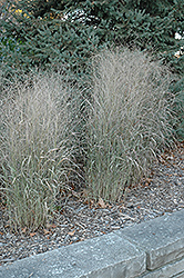 Shenandoah Reed Switch Grass (Panicum virgatum 'Shenandoah') at Creekside Home & Garden