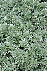Silver Mound Artemisia (Artemisia schmidtiana 'Silver Mound') at Creekside Home & Garden