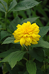 Loddon Gold Sunflower (Helianthus 'Loddon Gold') at Creekside Home & Garden