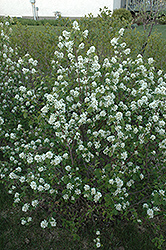 Northline Saskatoon (Amelanchier alnifolia 'Northline') at Creekside Home & Garden
