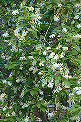 Schubert Chokecherry (Prunus virginiana 'Schubert') at Creekside Home & Garden