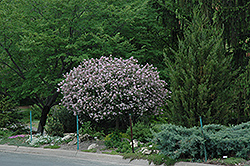 Dwarf Korean Lilac (tree form) (Syringa meyeri 'Palibin (tree form)') at Creekside Home & Garden