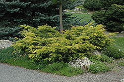 Old Gold Juniper (Juniperus x media 'Old Gold') at Creekside Home & Garden