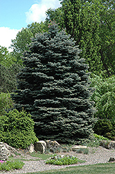 Fat Albert Blue Spruce (Picea pungens 'Fat Albert') at Creekside Home & Garden