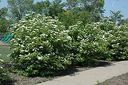 Highbush Cranberry (Viburnum trilobum) at Creekside Home & Garden