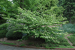 Pagoda Dogwood (Cornus alternifolia) at Creekside Home & Garden