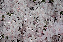 White Lights Azalea (Rhododendron 'White Lights') at Creekside Home & Garden
