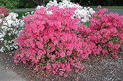 Rosy Lights Azalea (Rhododendron 'Rosy Lights') at Creekside Home & Garden