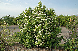 Nannyberry (Viburnum lentago) at Creekside Home & Garden