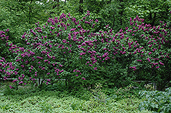 Charles Joly Lilac (Syringa vulgaris 'Charles Joly') at Creekside Home & Garden