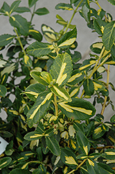 Blondy Wintercreeper (Euonymus fortunei 'Interbolwi') at Creekside Home & Garden