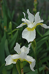 Snow Queen Siberian Iris (Iris sibirica 'Snow Queen') at Creekside Home & Garden
