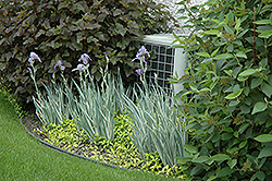Variegated Sweet Iris (Iris pallida 'Variegata') at Creekside Home & Garden