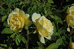 Topaz Jewel Rose (Rosa 'Topaz Jewel') at Creekside Home & Garden