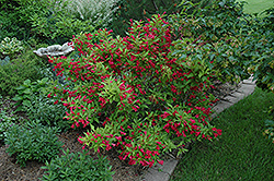 Red Prince Weigela (Weigela florida 'Red Prince') at Creekside Home & Garden