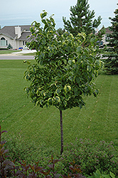 Golden Eclipse Japanese Tree Lilac (Syringa reticulata 'Golden Eclipse') at Creekside Home & Garden