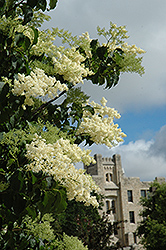 Ivory Silk Japanese Tree Lilac (Syringa reticulata 'Ivory Silk') at Creekside Home & Garden